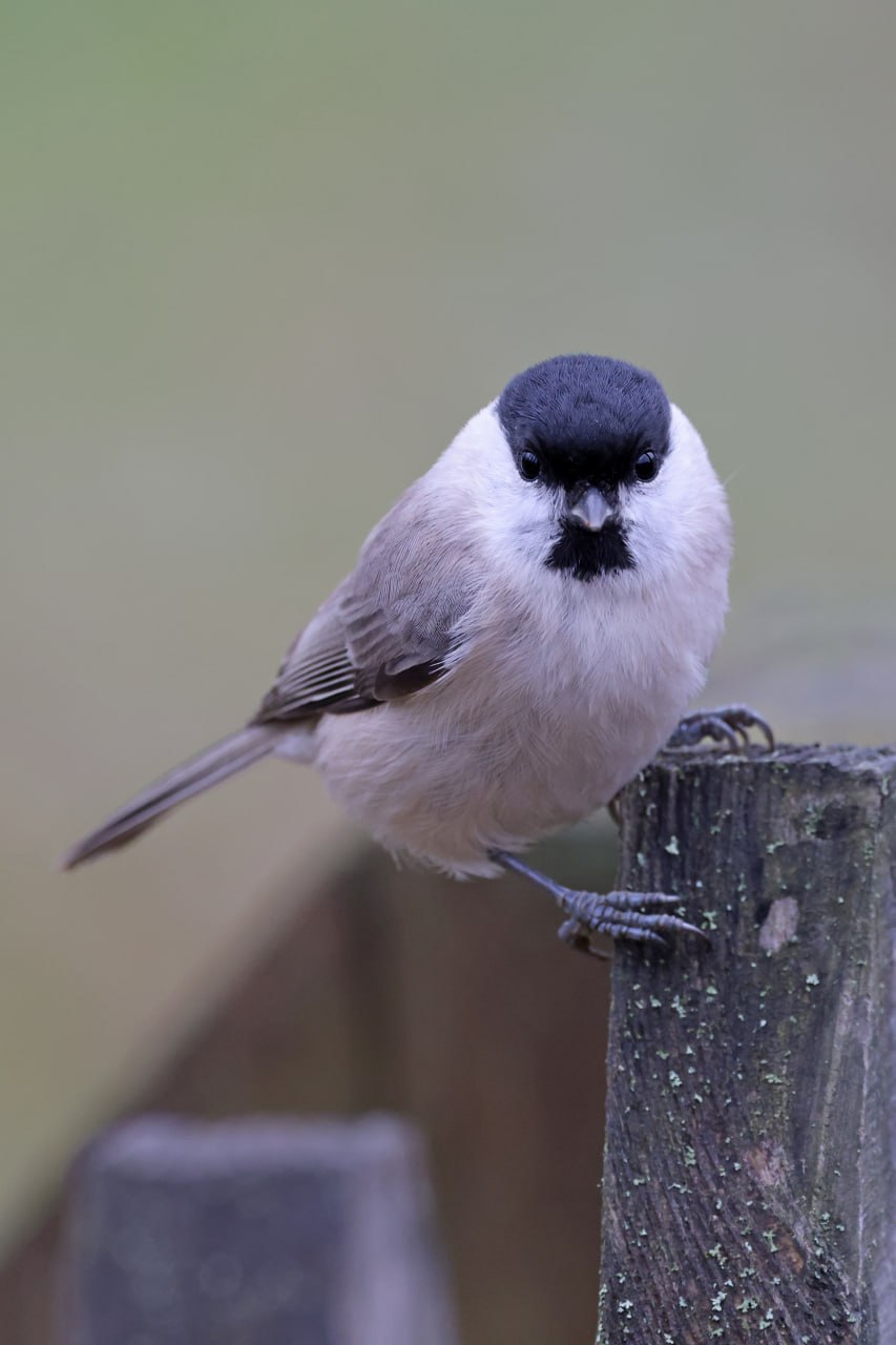 ОСЕННИЕ ПОРТРЕТЫ: Черноголовая гаичка позирует ОСЕННИЕ ПОРТРЕТЫ: Черноголовая гаичка позирует
