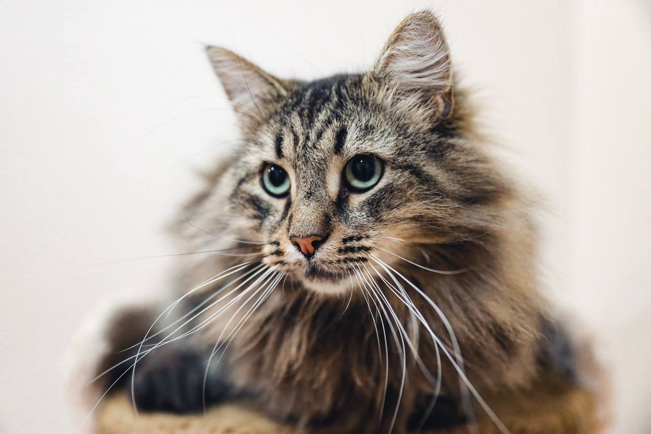 Ветеринары вакцинировали около 2 тысяч питомцев в Химках Ветеринары вакцинировали около 2 тысяч питомцев в Химках