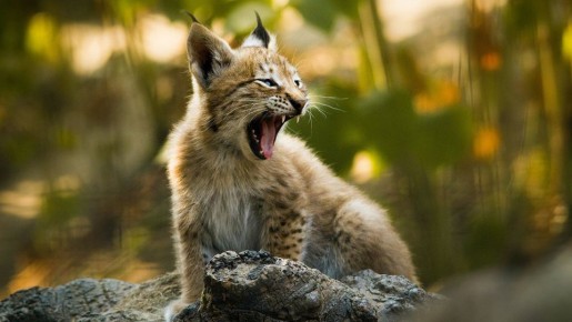 Оказывается, рыси, которых вряд ли кто-то предполагал увидеть в Московской области, чувствуют себя здесь как дома