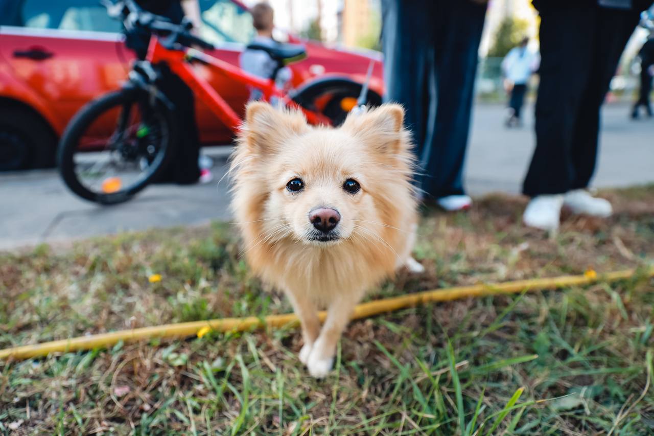 Ветеринары вакцинировали около 2 тысяч питомцев в Химках