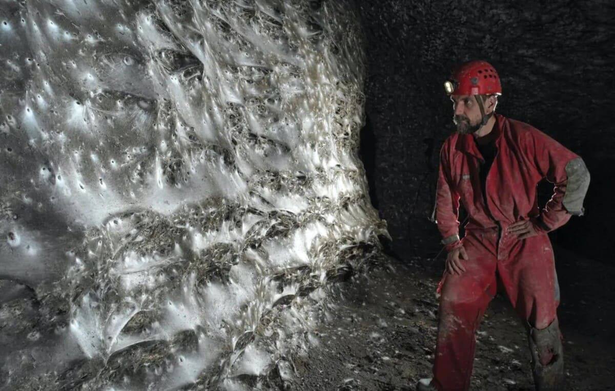 Крупнейшую паутину в мире обнаружили в Европе