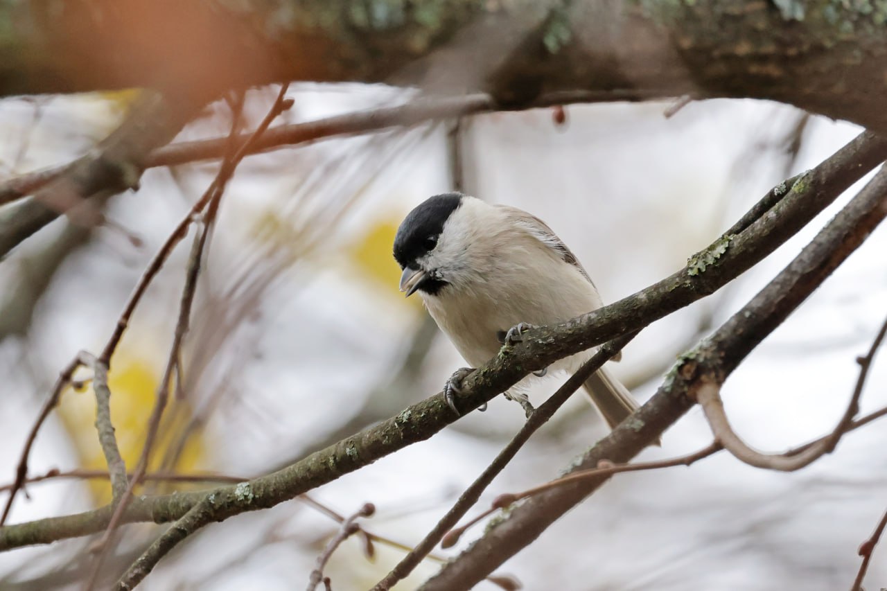 ОСЕННИЕ ПОРТРЕТЫ: Черноголовая гаичка позирует ОСЕННИЕ ПОРТРЕТЫ: Черноголовая гаичка позирует