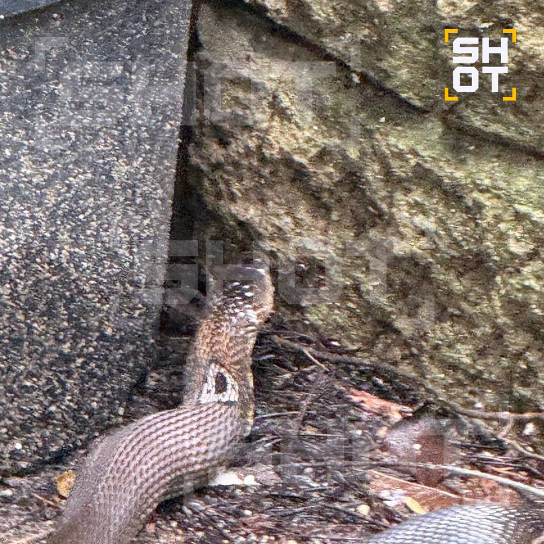 Королевская кобра заползла в отель с россиянами в Таиланде Королевская кобра заползла в отель с россиянами в Таиланде