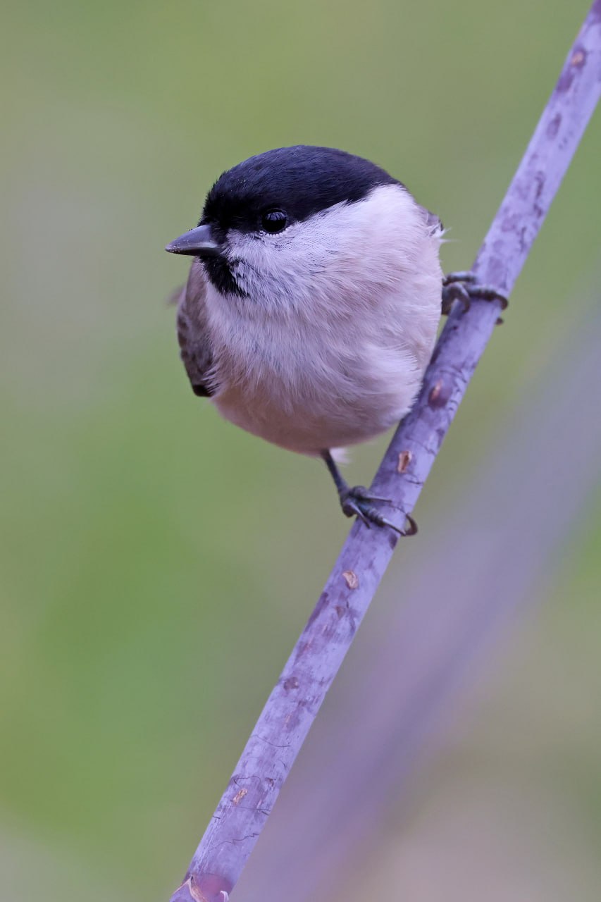 ОСЕННИЕ ПОРТРЕТЫ: Черноголовая гаичка позирует