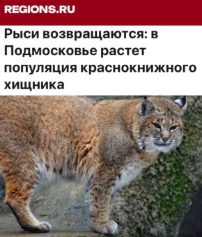 «Рыси возвращаются. В. Подмосковье растет популяция краснокнижного хищника»: