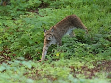 Контент из рубрики «что?!»: экологи призывают не отпускать на самовыгул кошек и собак из-за рысей в Подмосковье