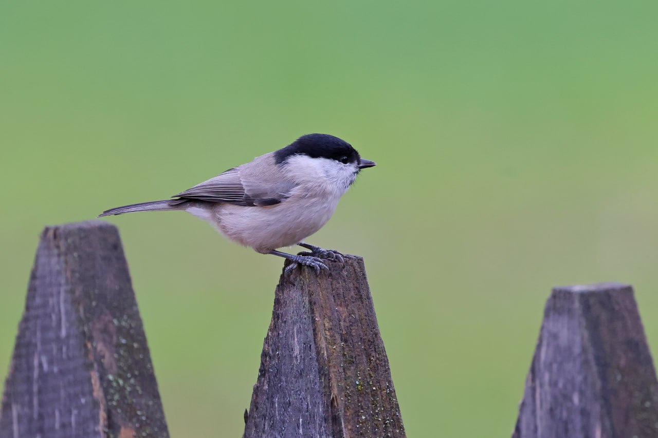 ОСЕННИЕ ПОРТРЕТЫ: Черноголовая гаичка позирует ОСЕННИЕ ПОРТРЕТЫ: Черноголовая гаичка позирует