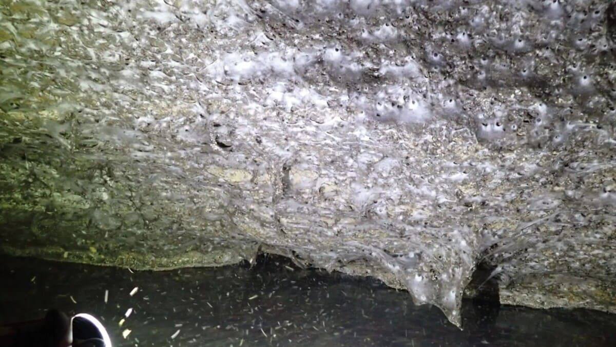 Крупнейшую паутину в мире обнаружили в Европе Крупнейшую паутину в мире обнаружили в Европе