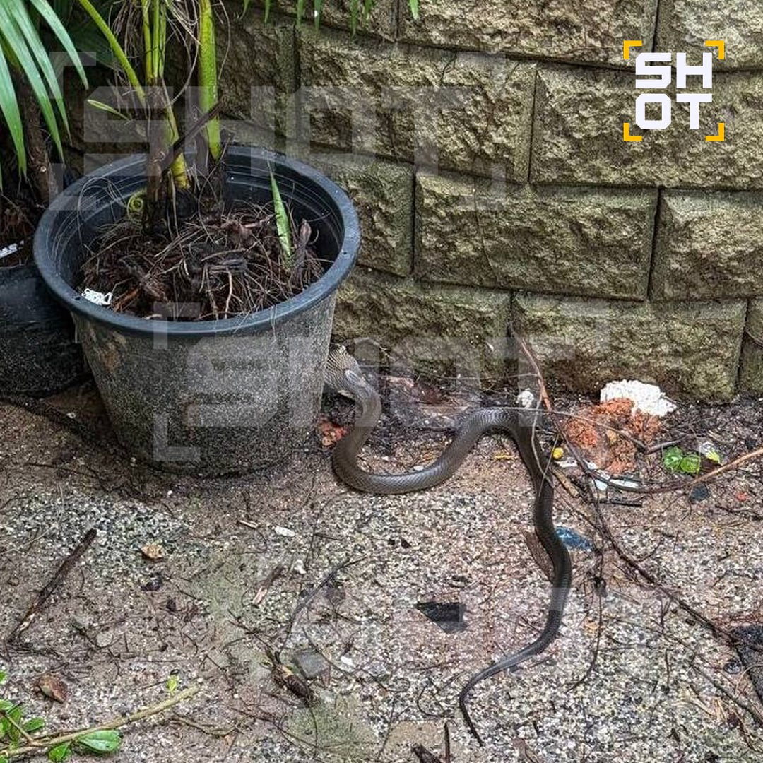 Королевская кобра заползла в отель с россиянами в Таиланде Королевская кобра заползла в отель с россиянами в Таиланде