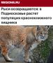 «Рыси возвращаются. В. Подмосковье растет популяция краснокнижного хищника»: