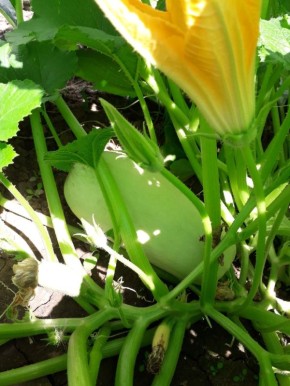 Непривычный способ выращивания: как зимняя посадка кабачков удивляет огородников