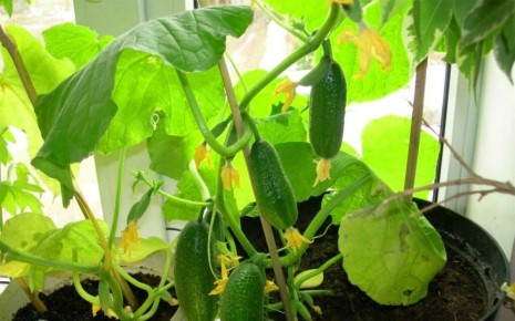 Выращивание огурцов на подоконнике: просто и доступно!