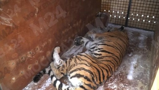 В Москву прилетели красавицы с Дальнего Востока