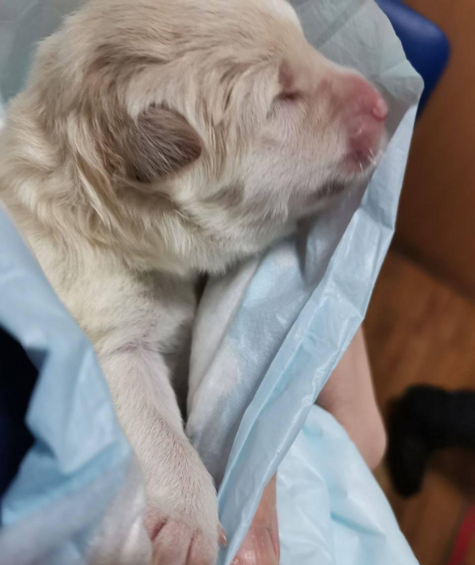 Живи, малыш: в Долгопрудном ветеринары спасли новорождённого щенка лабрадора