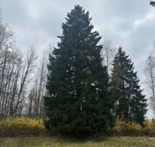 Вот так выглядит главная новогодняя ель России – ее выбрали в Подмосковье