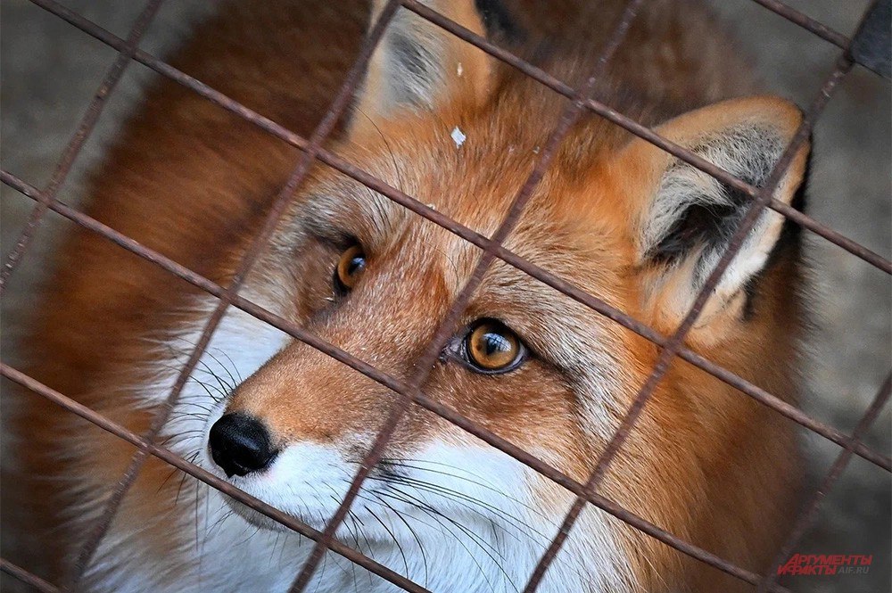 Смеялся над Стояновым и пугал Гармаша Смеялся над Стояновым и пугал Гармаша