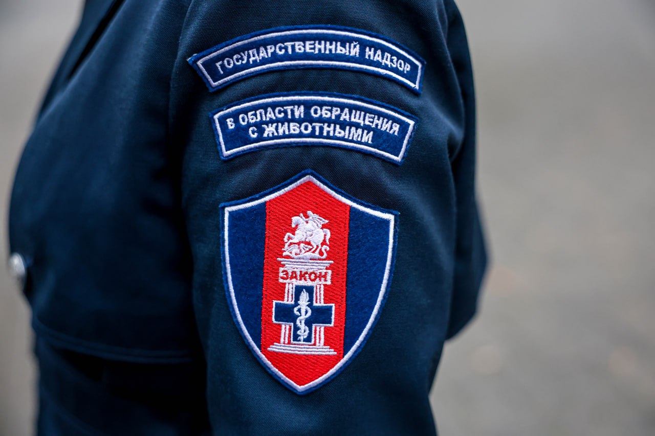 В мытищинском парке провели мероприятие по соблюдению правил выгула собак В мытищинском парке провели мероприятие по соблюдению правил выгула собак