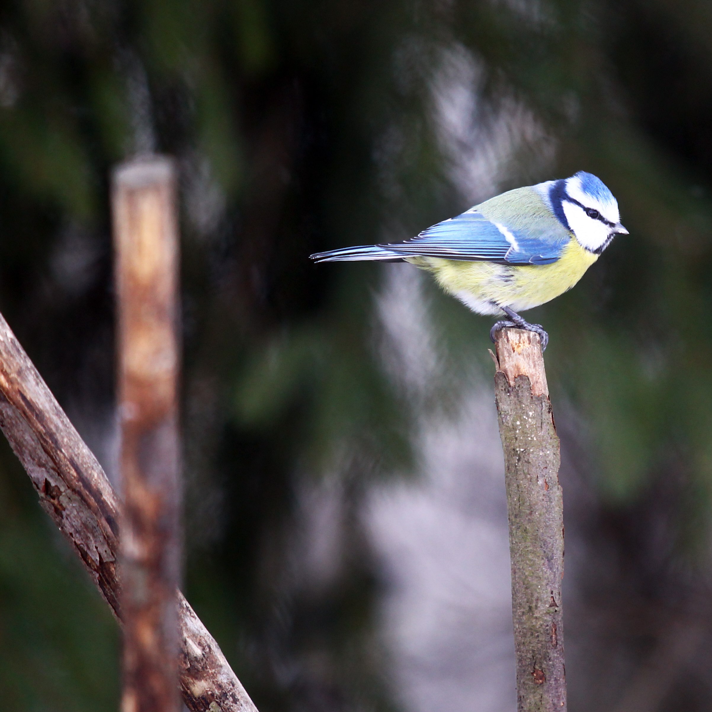 С 12 по 15 ноября в музее-заповеднике «Горки Ленинские» пройдет традиционная экологическая акция «Синичкин день», посвященная помощи зимующим птицам С 12 по 15 ноября в музее-заповеднике «Горки Ленинские» пройдет традиционная экологическая акция «Синичкин день», посвященная помощи зимующим птицам