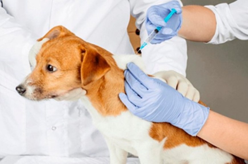 Обезопасьте своих питомцев: вакцинация против бешенства в Солнечногорске