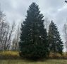 Главную новогоднюю ель России выбрали в Рузском округе Московской области