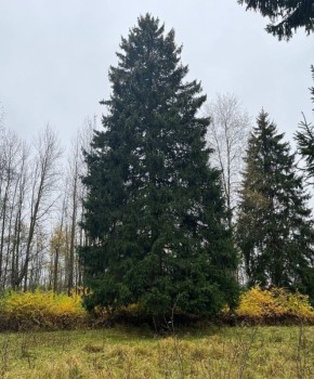 Главной новогодней елкой страны станет подмосковная лесная красавица из Рузского округа
