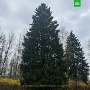Главную новогоднюю елку страны выбрали в Рузском округе Подмосковья
