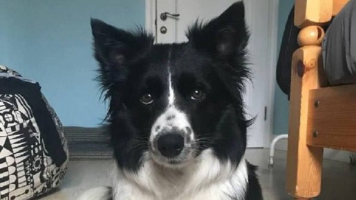 Арестованный за похищение и убийство бордер-колли в Подмосковье годами продавал мясо собак, уверена пострадавшая семья