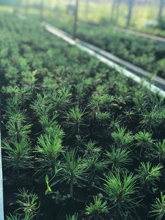 15 ноября в парке «Авангард» состоится акция, на которой все желающие смогут бесплатно получить саженцы 3-х летнего Сибирского кедра Pinus Sibirica