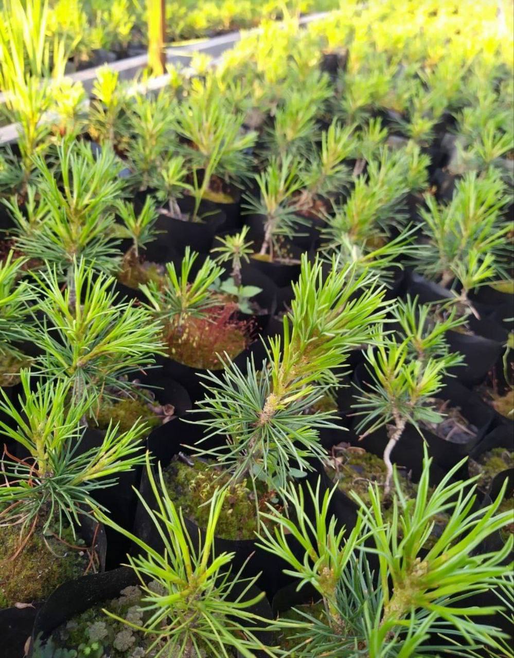 15 ноября в парке «Авангард» состоится акция, на которой все желающие смогут бесплатно получить саженцы 3-х летнего Сибирского кедра Pinus Sibirica 15 ноября в парке «Авангард» состоится акция, на которой все желающие смогут бесплатно получить саженцы 3-х летнего Сибирского кедра Pinus Sibirica