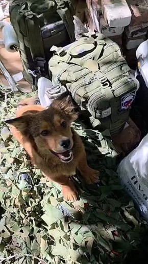 Собачья радость: из Долгопрудного отправлен гуманитарный груз бойцу Пуфику