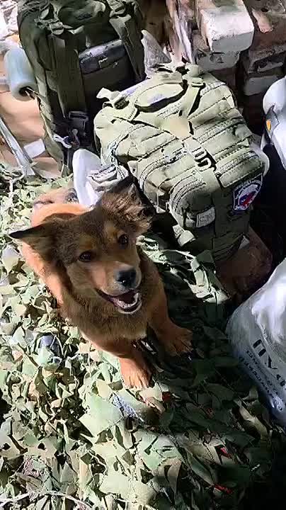 Собачья радость: из Долгопрудного отправлен гуманитарный груз бойцу Пуфику