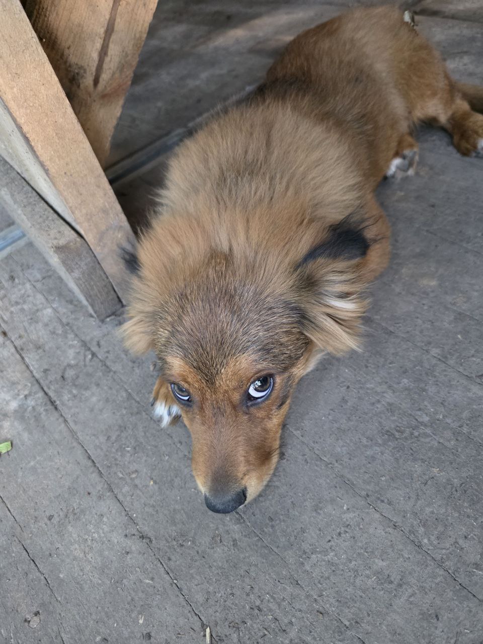 Собачья радость: из Долгопрудного отправлен гуманитарный груз бойцу Пуфику Собачья радость: из Долгопрудного отправлен гуманитарный груз бойцу Пуфику