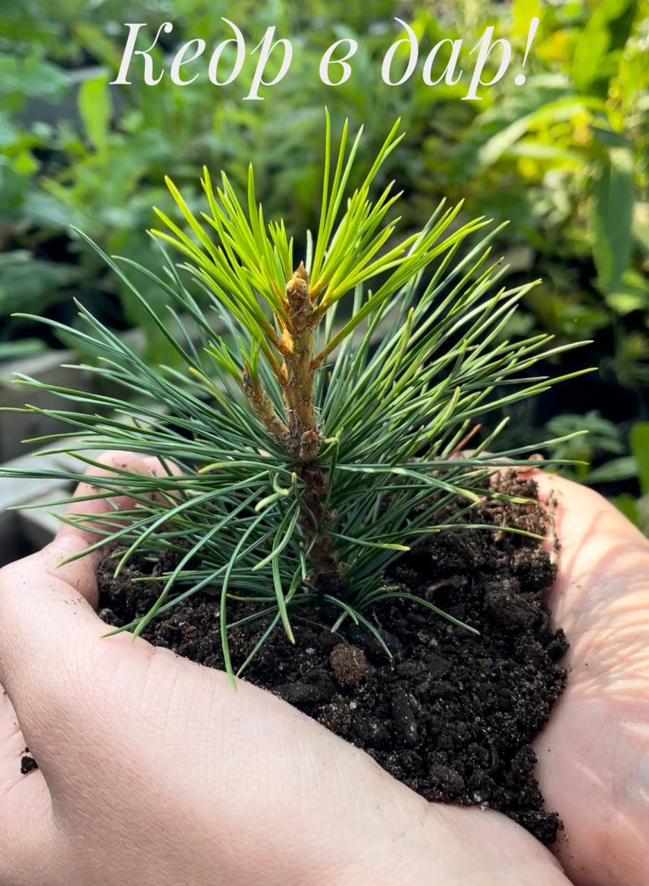 15 ноября в парке «Авангард» состоится акция, на которой все желающие смогут бесплатно получить саженцы 3-х летнего Сибирского кедра Pinus Sibirica 15 ноября в парке «Авангард» состоится акция, на которой все желающие смогут бесплатно получить саженцы 3-х летнего Сибирского кедра Pinus Sibirica