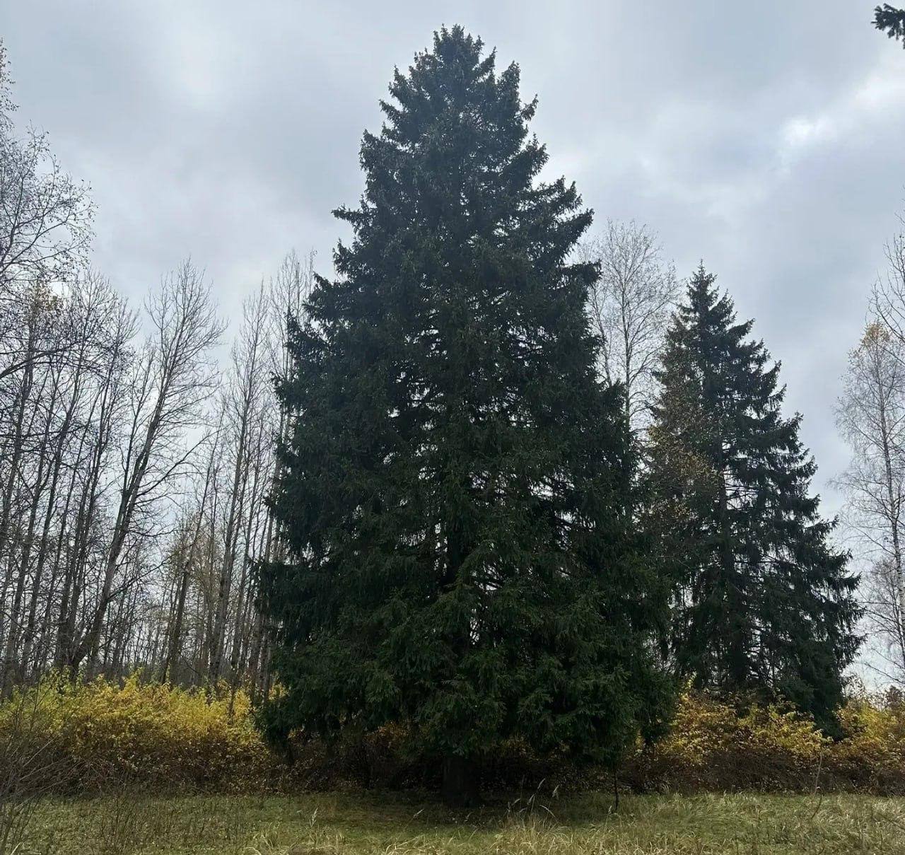 Управление делами Президента РФ опубликовало фотографии главной ёлки страны, выбранной в Рузском районе Подмосковья