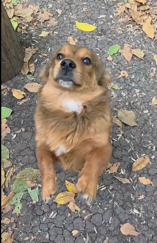 Собачья радость: из Долгопрудного отправлен гуманитарный груз бойцу Пуфику Собачья радость: из Долгопрудного отправлен гуманитарный груз бойцу Пуфику