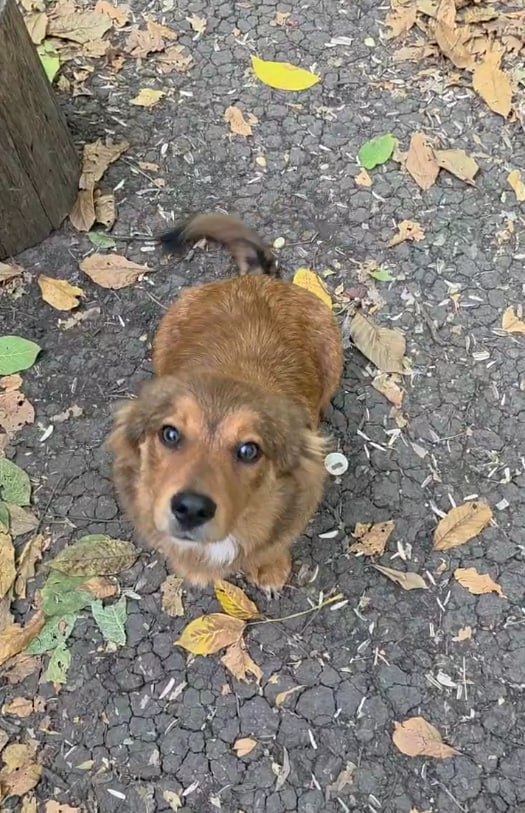 Собачья радость: из Долгопрудного отправлен гуманитарный груз бойцу Пуфику Собачья радость: из Долгопрудного отправлен гуманитарный груз бойцу Пуфику