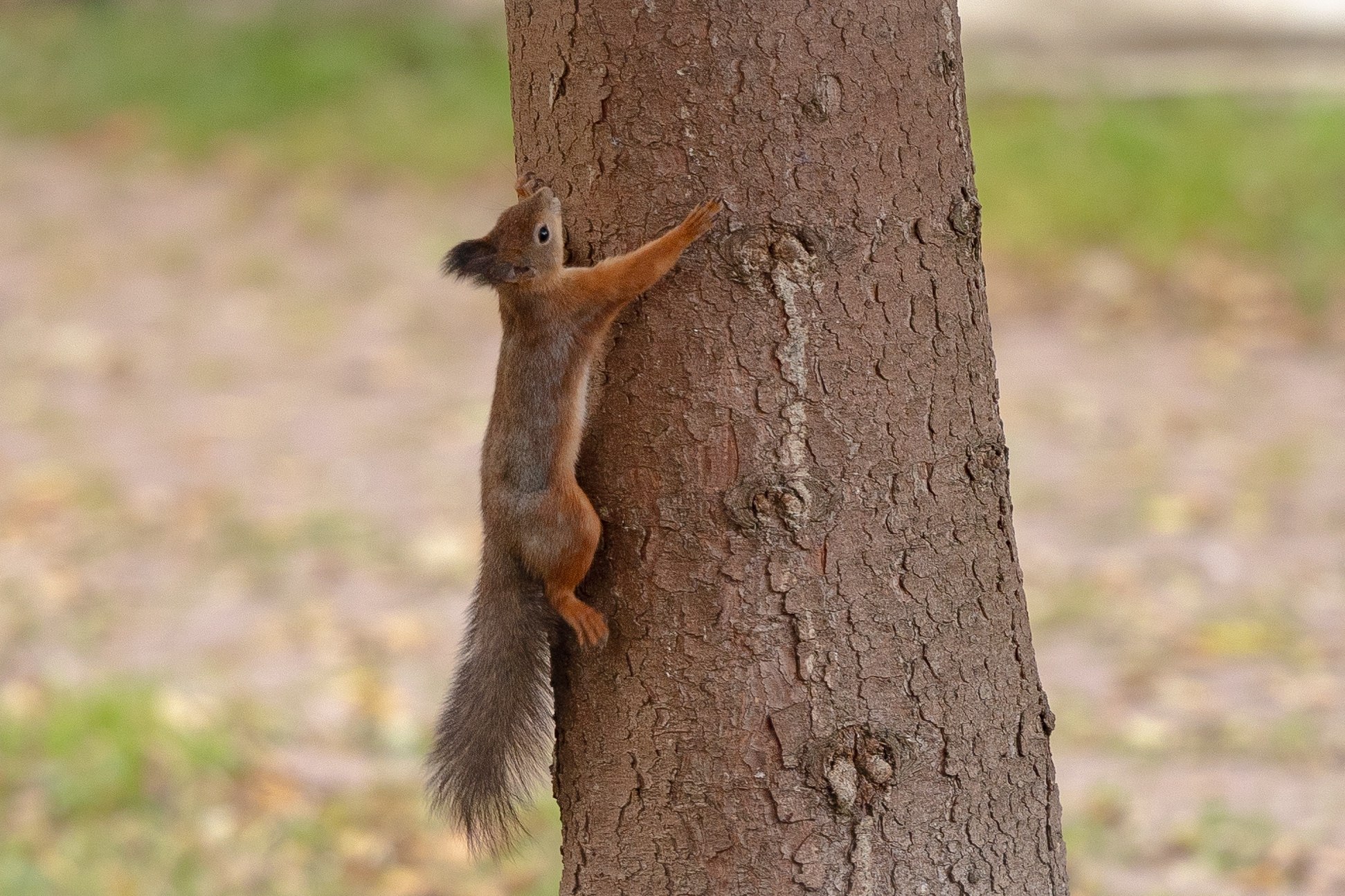 Сегодня в Парках Чехова. ПЯТНИЦА (14 ноября) Скандинавская ходьба (12+)