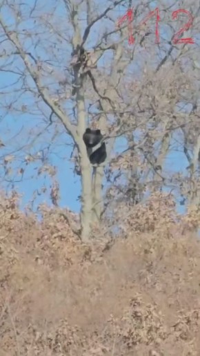 В Приморье гималайский медведь забрался на дерево и двое суток наблюдал за рабочими — 112
