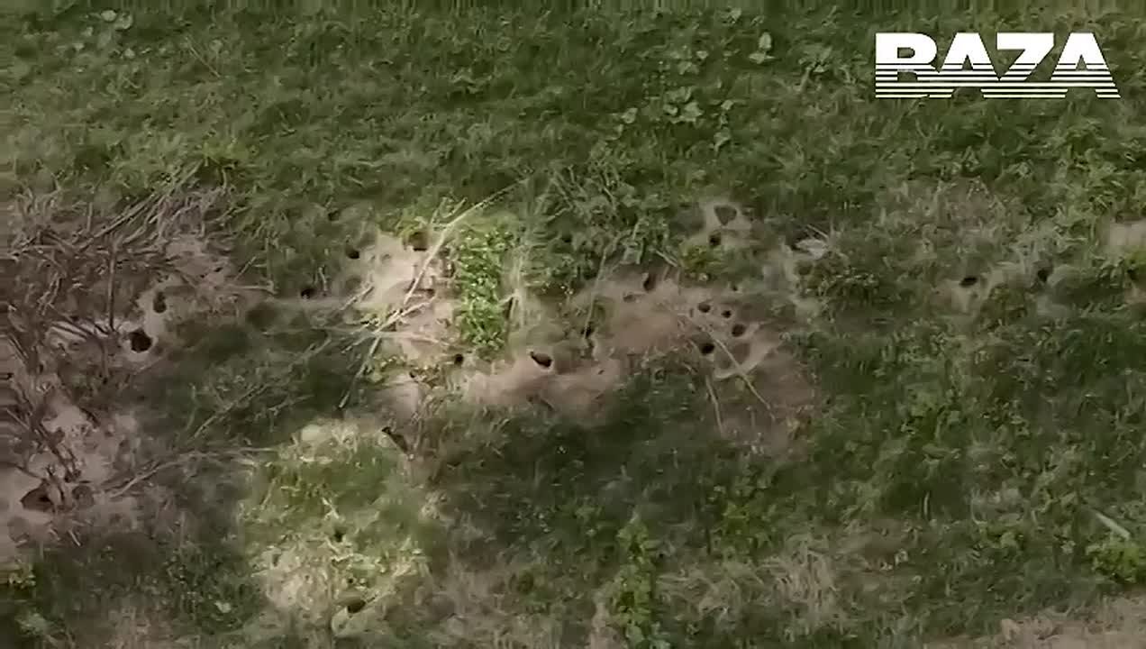 Крысиное королевство обнаружено в Подмосковье