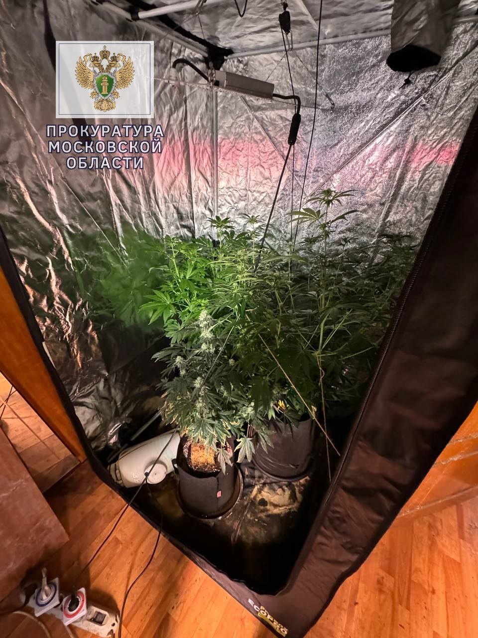 В Видном за преступления в сфере незаконного оборота наркотиков осужден рэп-исполнитель Никита Вартиков В Видном за преступления в сфере незаконного оборота наркотиков осужден рэп-исполнитель Никита Вартиков