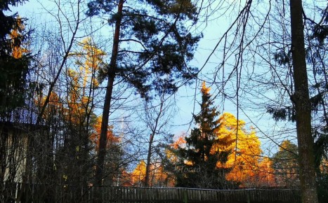 Хвойники: загадочные растения, о которых все слышали, но немногие видели