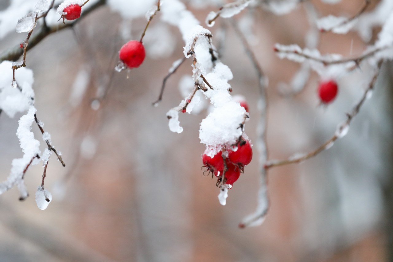 В Долгопрудный пришла зимняя сказка В Долгопрудный пришла зимняя сказка