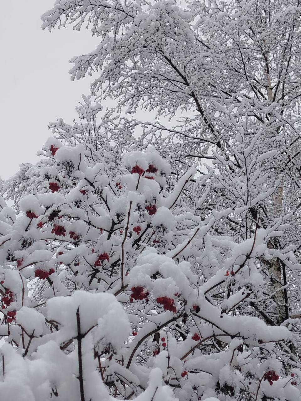 Как и прогнозировали синоптики: этой ночью выпал первый снег Как и прогнозировали синоптики: этой ночью выпал первый снег