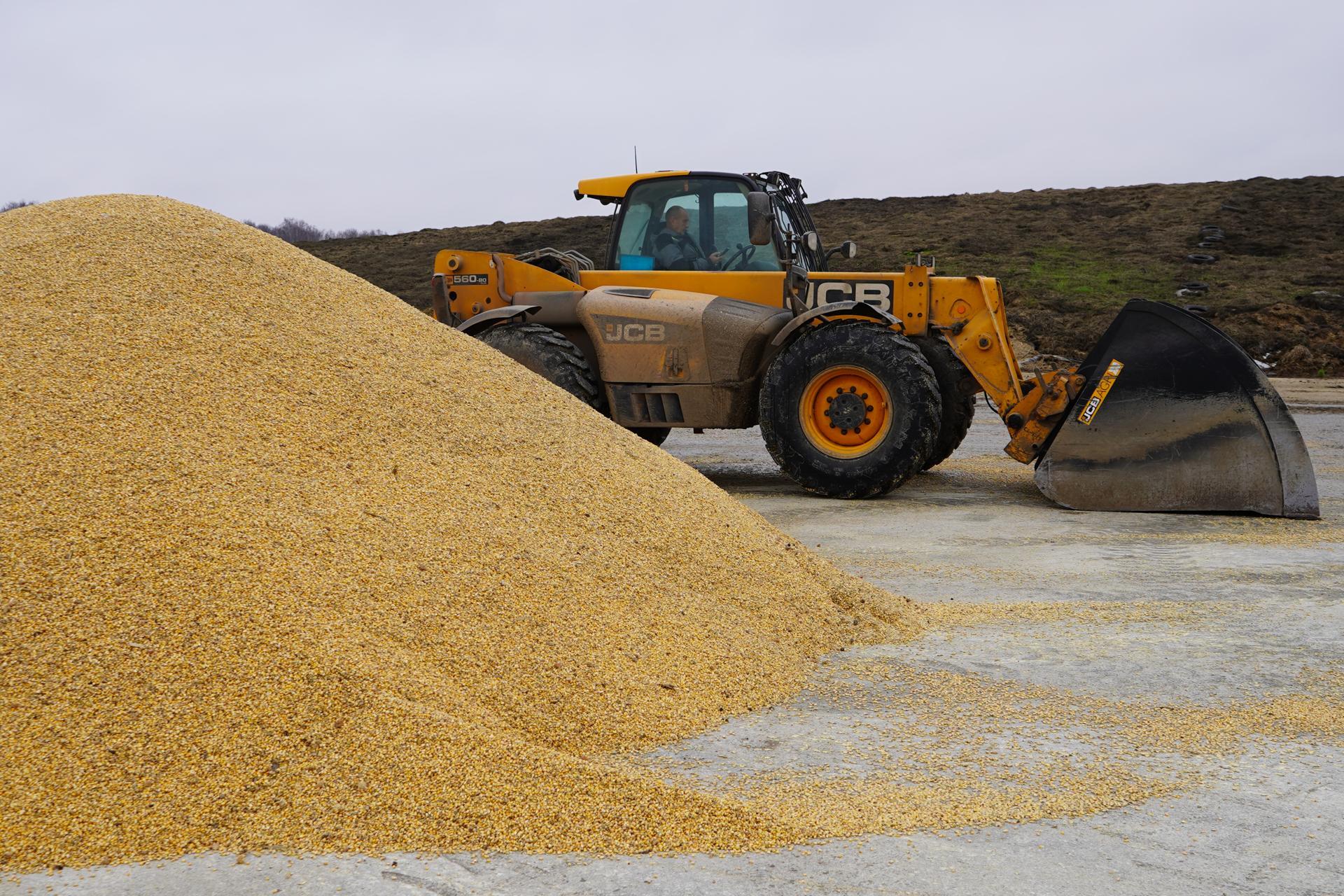 В «Ступинской Ниве» завершают работу на полях, сбор и сушку кукурузы В «Ступинской Ниве» завершают работу на полях, сбор и сушку кукурузы
