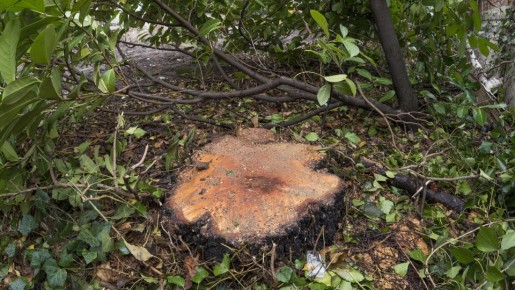 Как без усилий избавиться от всех пней на даче: проверенный годами способ