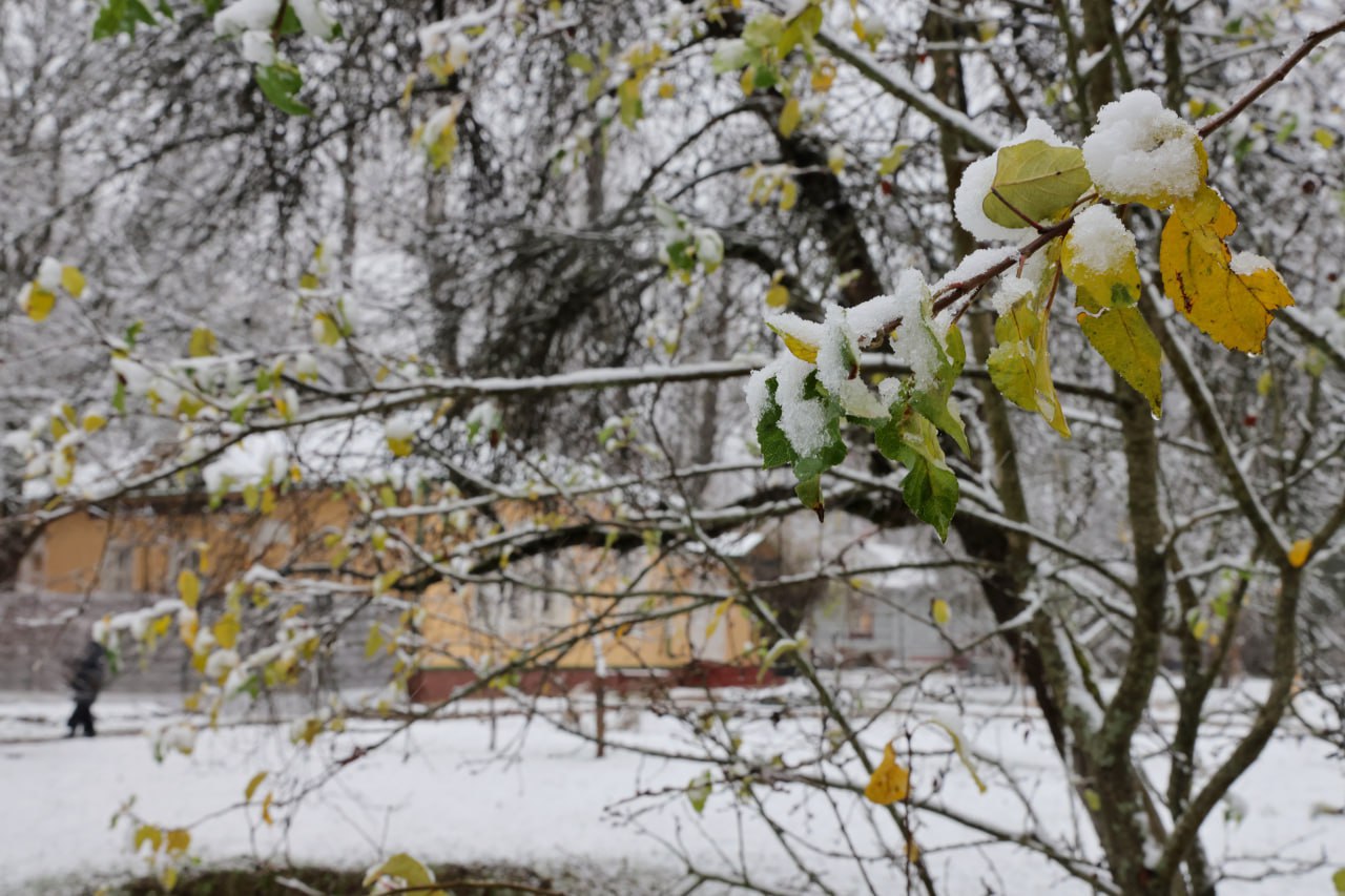 Первый снег в Мелихове! Скоро зима Первый снег в Мелихове! Скоро зима
