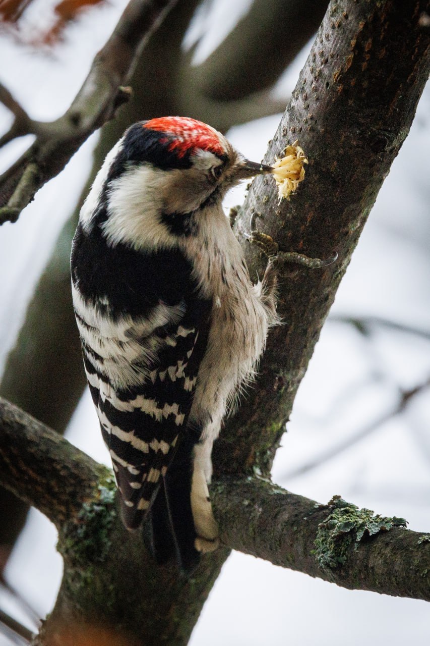 ОСЕННИЕ ПОРТРЕТЫ: Малый пёстрый дятел и его добыча ОСЕННИЕ ПОРТРЕТЫ: Малый пёстрый дятел и его добыча