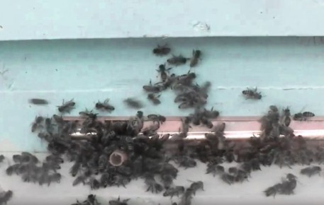 Как защитить свои ульи от воровства: советы для пчеловодов