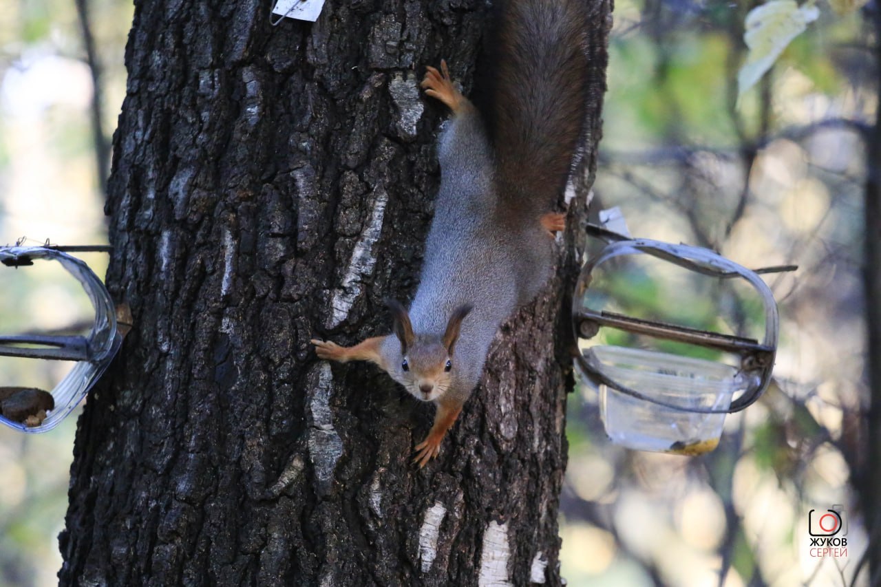 В парке на Молодёжной в Долгопрудном белкам приготовили орехи на зиму В парке на Молодёжной в Долгопрудном белкам приготовили орехи на зиму