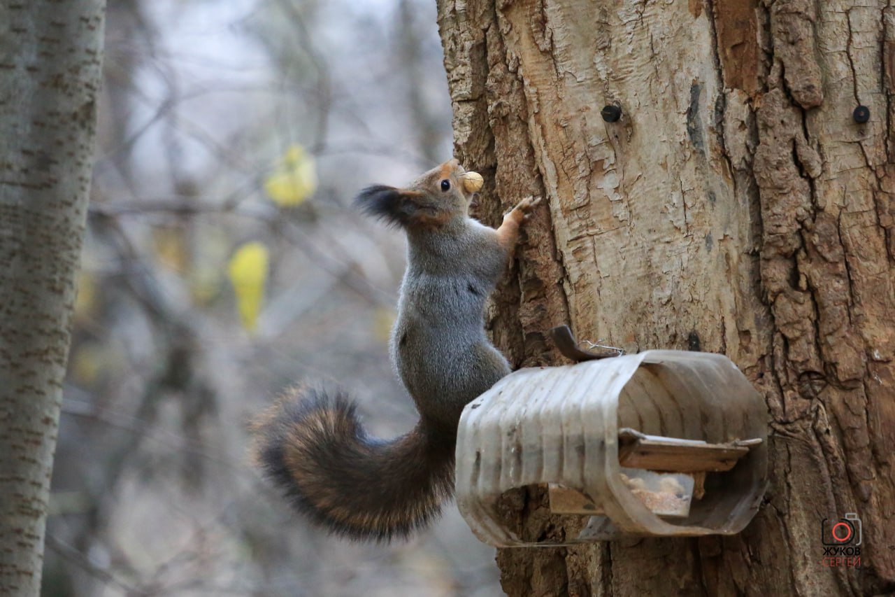 В парке на Молодёжной в Долгопрудном белкам приготовили орехи на зиму В парке на Молодёжной в Долгопрудном белкам приготовили орехи на зиму